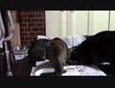 こんしゅうのおやつ【蒼民家の猫々】