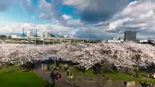 4K_UHD_Drone_Portland_Oregon_Cherry_Blossoms_Park_Tracking__Fernando 　＠　竹ノ内誠