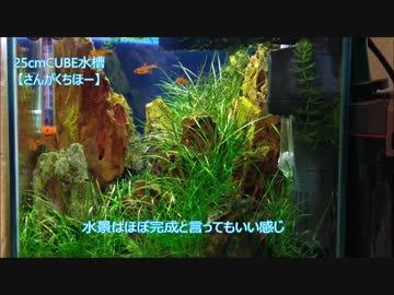 【25CUBEから】水槽全部撮ってみた【ビオトープまで】