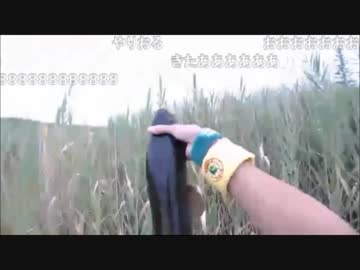 8.27 【魚釣り】ルアーでライギョ狙い