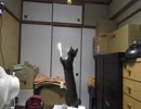 遊びたいけど全然届かない猫