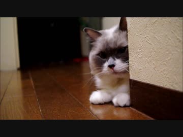 壁ﾁﾗキャット