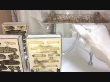 800匹のゴキブリVS2000匹のアリ!?かつてない規模の陣取り合戦！