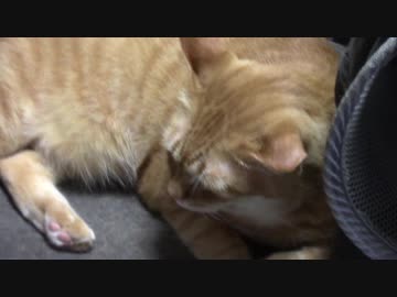 拾いねこ＠生後2243/2210日目　お出迎え～