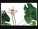 Jizue - Grass