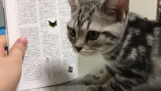 【アメショ】読書の邪魔をしてくる猫