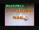 野生の生き物たち　トノサマガエルの川流れ