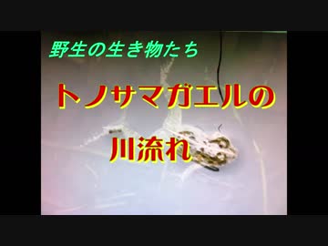人気の トノサマガエル 動画 17本 ニコニコ動画