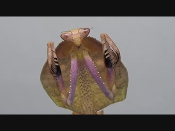 [閲覧注意!!]　再編集　マルムネカレハカマキリ(幼虫)にゴキブリを与えてみた。(Deroplatys truncata)