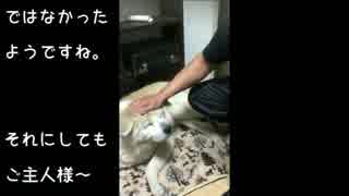 動物虐待？？てゆうか、ぽんぽんぽんぽん頭をたたき続けられてなんか幸せそうな癒し系秋田犬が愛おしい。