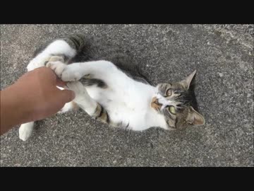 野良猫と遊びすぎて帰らせてもらえなかった