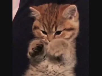 なぜか左右の肉球を交互に見せてくれる子猫