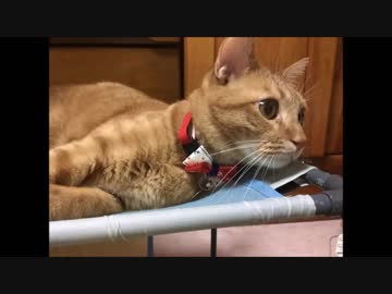 【れお日記９】　愛猫３歳のお誕生日！