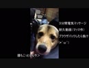 電マと犬　日替わりワンタ