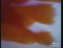 子猫たち。