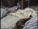子猫のタビ１６年前　その２