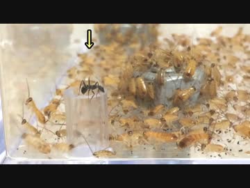 ゴキブリの大群がはびこる地上をアリがテラフォーミング！