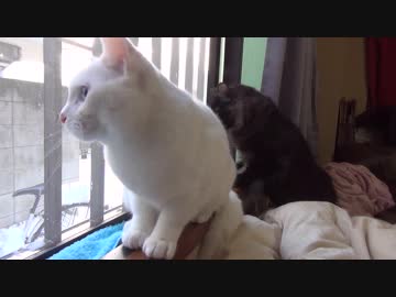 【 猫 】大きくなったけど実はまだ子猫　その60