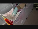 うちにあるハンモックを全部使って遊ばせたらフェレットはどんな反応をする？