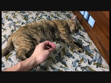 【さび猫】主よ、モフれ（その後）