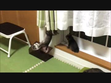 【こげつく】やっぱりもっちゃり仔猫の兄弟