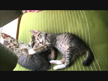 【こげつく】座布団がいたく気に入った仔猫たち