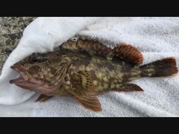 釣り動画ロマンを求めて 185釣目（横須賀海辺つり公園）