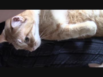 拾いねこ＠生後2247/2214日目　今月の爪切り！