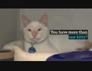 10 essential pregnant cat care tips I How to take care of a pregnant cat
