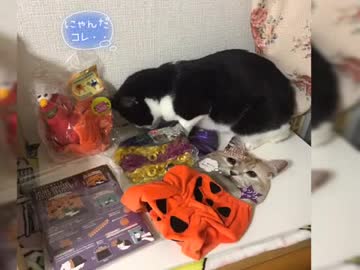 猫と遊んでるだけ