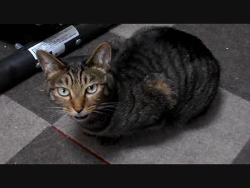 【猫チー】18/9/2