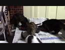 こんしゅうのおやつ【蒼民家の猫々】
