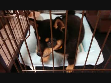 小太郎 首輪に違和感