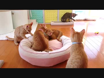 保護ねこ成長記録（21）保護100日目