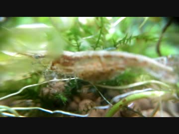 #11　ゲーマーがアクアリウム_現状報告