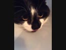 cat breathes