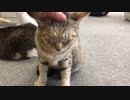 里親募集型保護猫カフェ「まちねこ」でヌコヌコヌコヌコヌコ塗れ☆