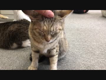 里親募集型保護猫カフェ「まちねこ」でヌコヌコヌコヌコヌコ塗れ☆