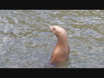 ごはんがほしいトドさん