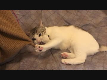 とうふちゃん　おもちゃガジガジ　猫