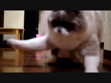 荒ぶる疲れる休む荒ぶる疲れる休む