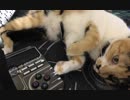 【PS4 BORDER BREAK】猫なんかに絶対に負けないボーダーブレイク　534妨害目【採掘B】
