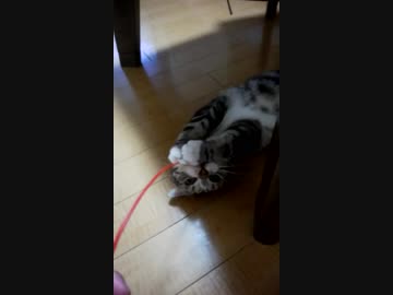 猫じゃらしで狂う猫