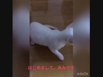 子猫ちゃんが着いてきたので…テスト