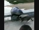 猫パンチ2発に沈むアザラシｗ