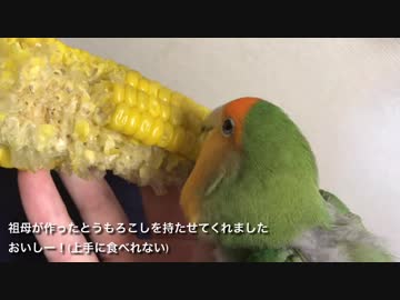 祖母が作ったモロコシを食べるインコ