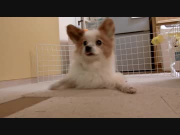 台所の前で食事が出てくるのを待ち構えるワンコ（パピヨン）