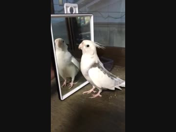 オカメインコが「となりのトトロ」歌ってみた