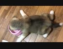 ミルクを飲む姿勢が可愛すぎる秋田犬の赤ちゃん生後48日目