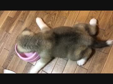 ミルクを飲む姿勢が可愛すぎる秋田犬の赤ちゃん生後48日目